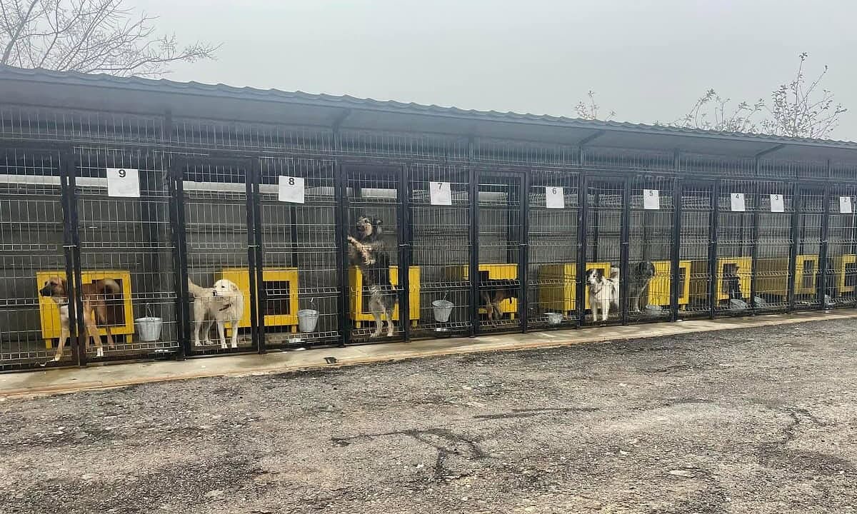 Tarife majorate pentru capturarea câinilor fără stăpân de la Ciugud, aduși la adăpostul din Alba Iulia. Protocol actualizat